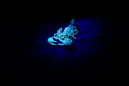 Scorpion in an UV light, South Africa.の写真素材