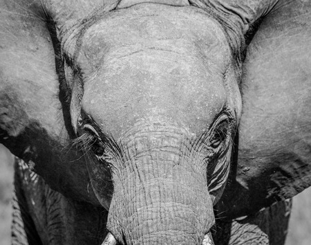 Young Elephant starring in black and white in the Kruger National Park, South Africa.の写真素材