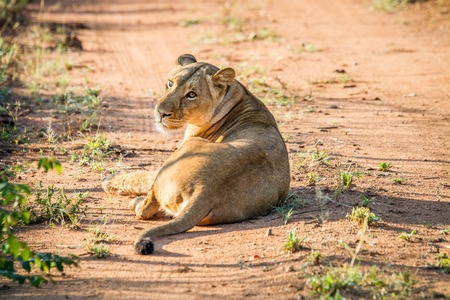 Lioness laying on the road in the Mkuze Game Reserve, South Africa.の写真素材