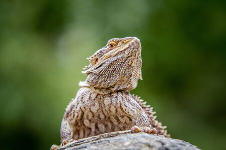 Bearded dragon on a rock, South Africa.の写真素材