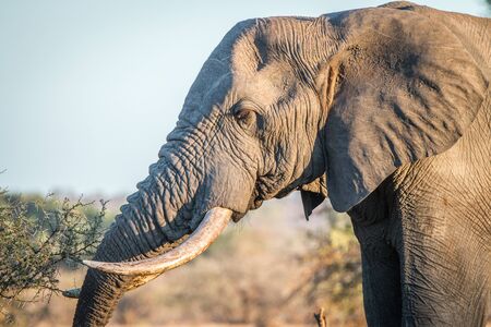 Side profile of an Elephant in the Kruger National Park, South Africa.の写真素材