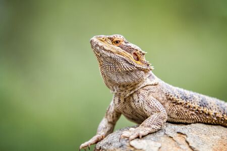 Bearded dragon on a rock, South Africa.の写真素材