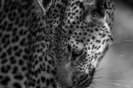 Leopard in black and white in the Kruger National Park, South Africa.の写真素材