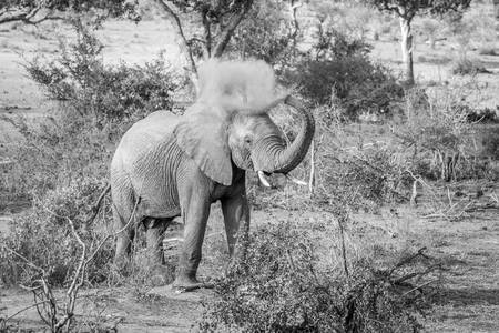 Elephant bull spraying dust on himself in black and white in the Kruger National Park, South Africa.の写真素材