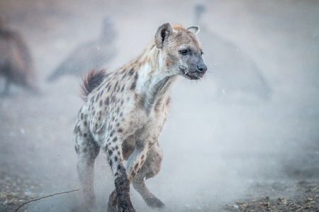 Running Spotted hyena with Vultures in the background in the Sabi Sabi game reserve, South Africa.の写真素材