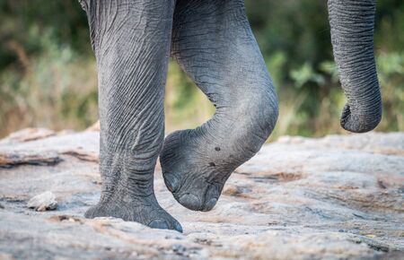 Elephant feet and trunk in the Kruger National Park, South Africa.の写真素材