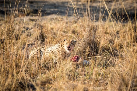 Cheetah on a Reedbuck kill in the Sabi Sabi game reserve, South Africa.の写真素材