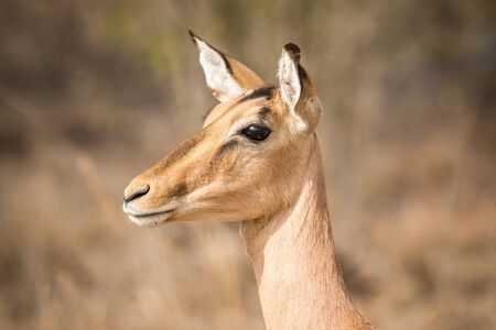 Side profile of a female Impala in the Kruger National Park, South Africa.の写真素材