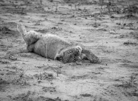 Lion cub laying in the dirt in black and white in the Sabi Sabi game reserve, South Africa.の写真素材