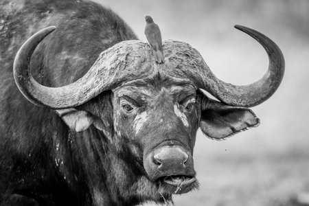 A starring Buffalo with Oxpeckers on him in black and white in the Kruger National Park, South Africa.の写真素材