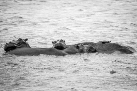 A group of Hippos laying in the water in black and white in the Kruger National Park, South Africa.の写真素材