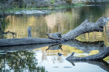 Two Speckled terrapins on a branch in the water in the Kruger National Park, South Africa.の写真素材