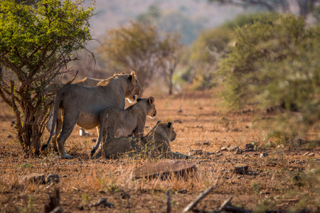 Three Lions starring in the Kruger National Park, South Africa.の写真素材