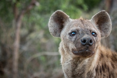 Spotted hyena looking up in the Kruger National Park, South Africa.の写真素材