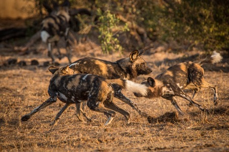 African wild dogs playing together in the Kruger National Park, South Africa.の写真素材