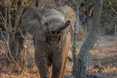 Young Elephant pointing his trunk at the camera in the Kruger National Park, South Africa.の写真素材