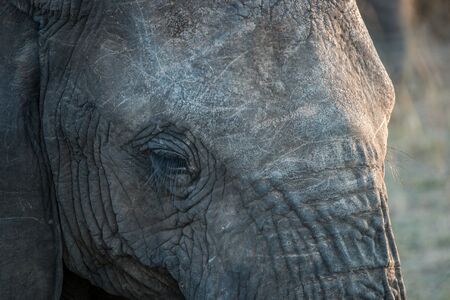 Close up of an Elephant eye in the Kruger National Park.の写真素材