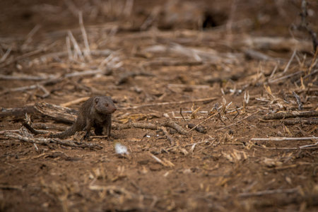 A Dwarf mongoose on the dirt in the Kruger National Park, South Africa.の写真素材