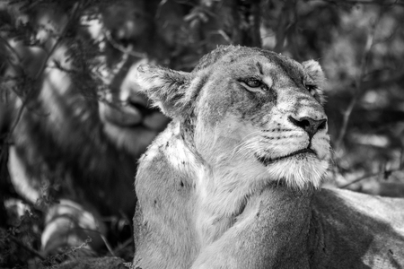 Side profile of a Lioness in black and white in the Kruger National Park, South Africa.の写真素材