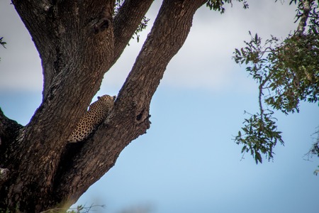 Back of a Leopard laying in a tree in the Kruger National Park, South Africa.の写真素材