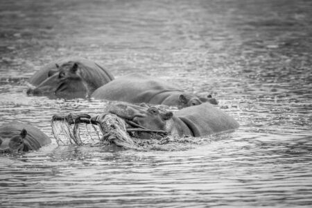 Hippo lifting a impala in the water in black and white in the Kruger National Park, South Africa.の写真素材
