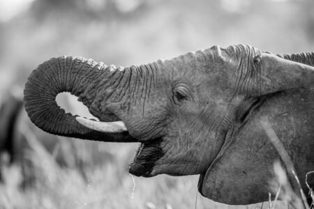 Elephant drinking in black and white in the Kruger National Park, South Africa.の写真素材