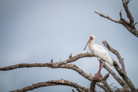 African spoonbill on a branch in the Kruger National Park, South Africa.の写真素材