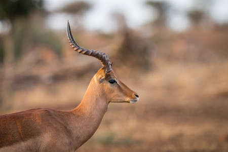 Side profile of an Impala in the Kruger National Park, South Africa.の写真素材