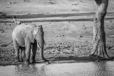 A drinking Elephant in black and white in the Kruger National Park.の写真素材