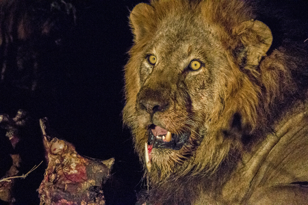 Starring male Lion in the Kruger National Park, South Africa.の写真素材
