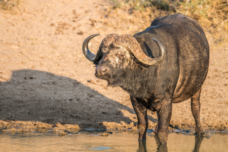 Starring Buffalo bull in the Kruger National Park, South Africa.の写真素材