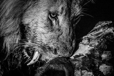 Eating Lion in black and white in the Kruger National Park, South Africa.の写真素材