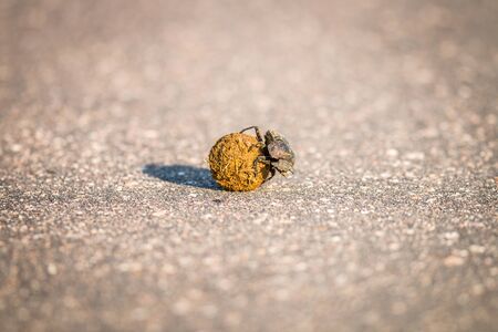 Dung beetle rolling a ball of dung in the Kruger National Park, South Africa.の写真素材