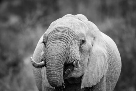 Close up of an Elephant drinking in black and white in the Kruger National Park, South Africa.の写真素材