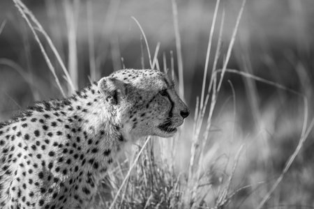 Side profile of a Cheetah in black and white in the Kruger National Park, South Africa.の写真素材