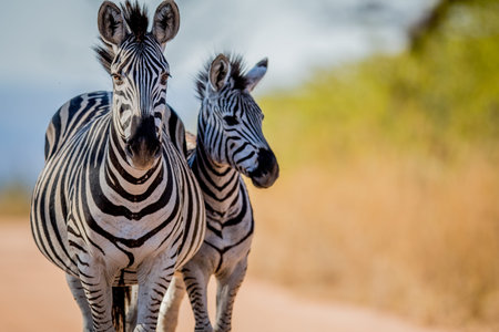 Two Zebras bonding in the Kruger National Park, South Africa.の写真素材