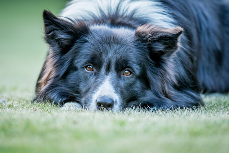 Starring Border collie dog in the grass.の写真素材