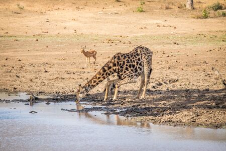 Giraffe drinking water in the Kruger National Park, South Africa.の写真素材