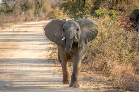 A young Elephant walking towards the camera in the Kruger National Park, South Africa.の写真素材