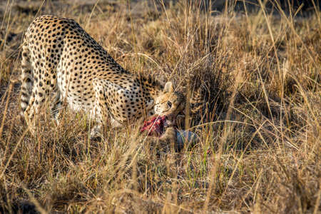 Cheetah eating from a Reedbuck carcass in the grass in the Sabi Sabi game reserve, South Africa.の写真素材