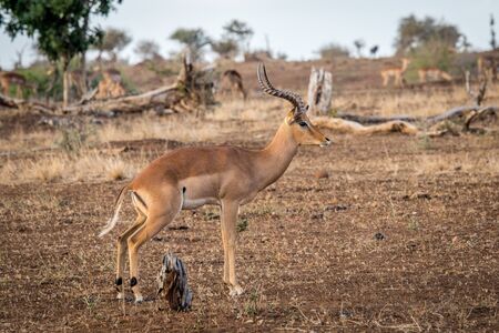 Male Impala from the side in the Kruger National Park, South Africa.の写真素材
