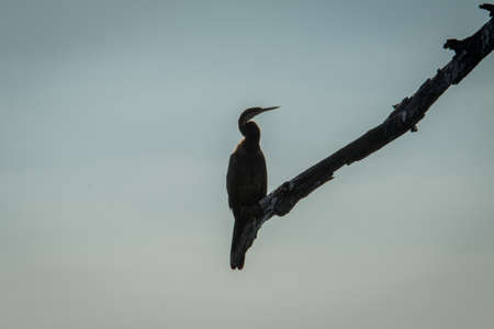Silhouette of an African darter in the Kruger National Park, South Africa.の写真素材