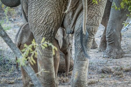 Baby Elephant in between the legs of his mother in the Kapama game reserve, South Africa.の写真素材