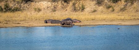 Hippos sunbathing next to the water in the Kruger National Park, South Africa.の写真素材