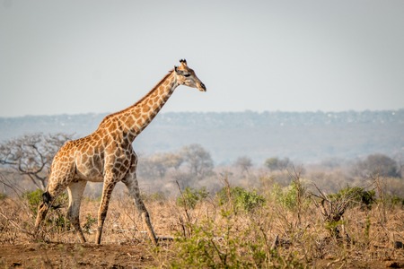 Giraffe walking in the bush in the Kruger National Park, South Africa.の写真素材