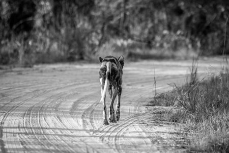 Running African wild dog from behind in black and white in the Kruger National Park, South Africa.の写真素材