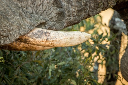 Close up of an Elephant tusk in the Kruger National Park, South Africa.の写真素材