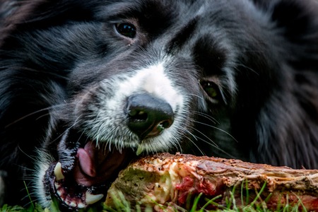 Black and white Border Collie with a bone in the grass.の写真素材
