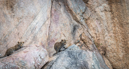 Two Leopard cubs on the rocks in the Kruger National Park, South Africa.
