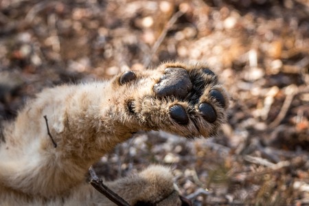 Close up of a Lion paw in the Kruger National Park, South Africa.の写真素材